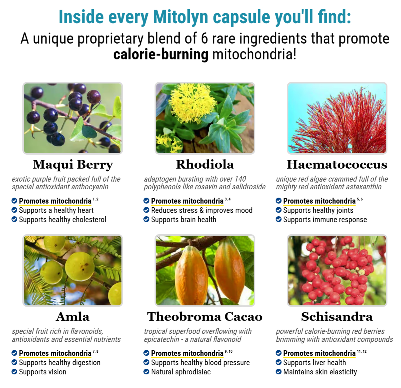 mitolyn ingredients list
